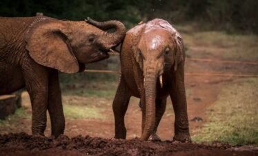 Elephant orphanage4 Kenya