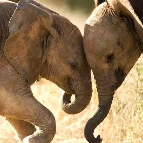 Kenya Safari Destinations 17 elephant orphanage5