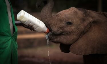 Elephant orphanage6 Kenya