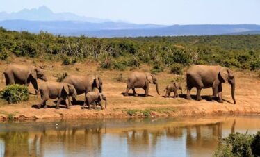 Wild elephants roaming the savanna in Samburu National Reserve, Kenya