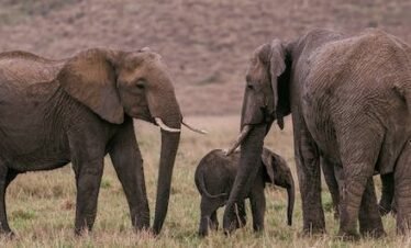 Elephants roaming the wild savanna plains of Samburu National Reserve Kenya