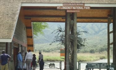 Wild African safari landscape at golden hour in Kenya's savanna