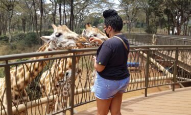 Giraffe centre 1 Kenya