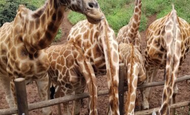 Giraffe centre2 1 Kenya
