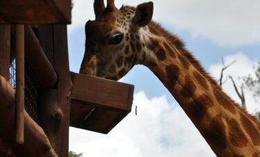 Giraffe centre2 Kenya