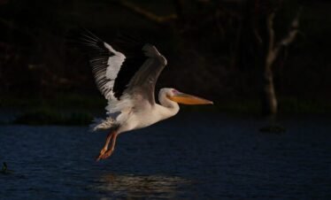 Lake naivasha3 Kenya