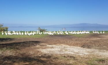 Lake naivasha4 Kenya