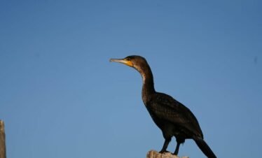 Lake naivasha5 Kenya