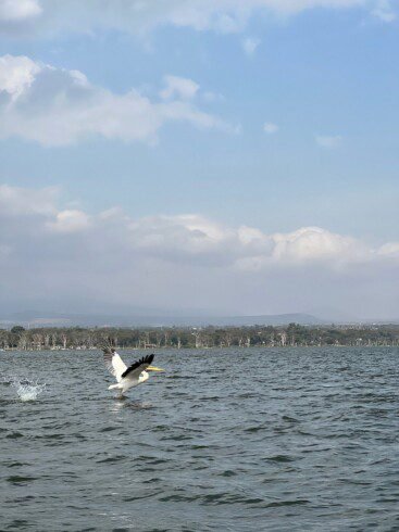 Lake Naivasha Tour: What to Expect.