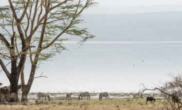 Lake nakuru4 Kenya