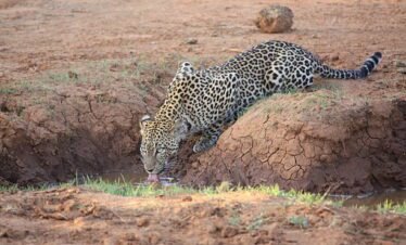 Leopard resting on a tree branch in Kenya safari wildlife