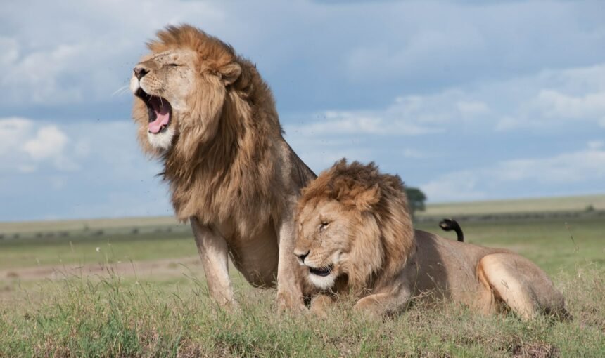Maasai Mara National Reserve & Private Safaris 1 Lion mara Kenya