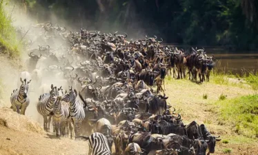 Wildebeest crossing the Mara River during Great Migration in Kenya