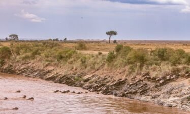 Mara migration4 Kenya