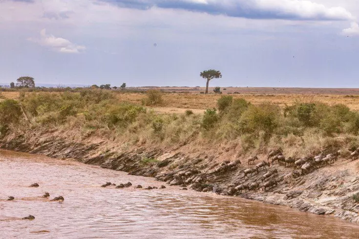 Safari photograph from the 3-day Maasai Mara safari trip