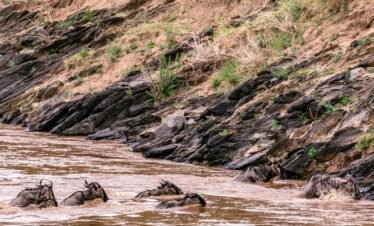 Mara migration5 Kenya