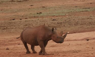 RemasterDirector 18da6b0cf Kenya