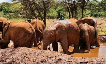 RemasterDirector 1a5c03258 Kenya