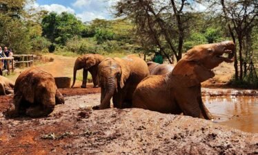 RemasterDirector 1a5c03258 Kenya