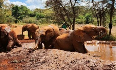 RemasterDirector 1a5c03258 Kenya