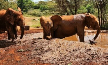 RemasterDirector 1a5c03258 Kenya