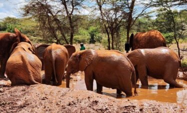 RemasterDirector 1a5c03258 Kenya