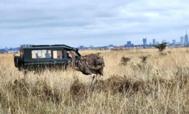 RemasterDirector 1a5c03258 Kenya