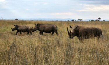 RemasterDirector 1a5c03258 Kenya