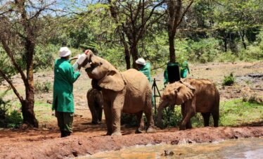 RemasterDirector 1a5c03258 Kenya