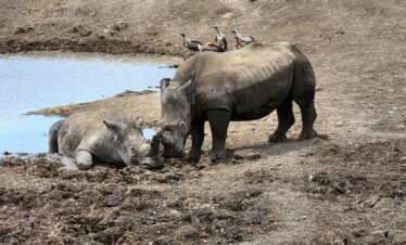 RemasterDirector 1a5c03258 Kenya