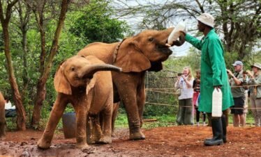 RemasterDirector 1a5c03258 Kenya