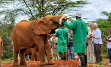 RemasterDirector 1a5c03258 Kenya