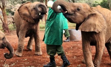 RemasterDirector 1a5c03258 Kenya