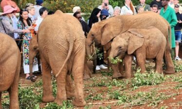 RemasterDirector 1a5c03258 Kenya