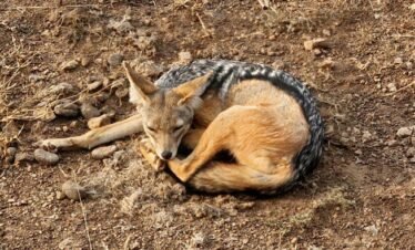 RemasterDirector 18da6b0cf Kenya