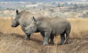 RemasterDirector 1a5c03258 Kenya