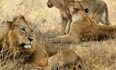 RemasterDirector 1a5c03258 Kenya