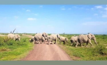 IMG 20210305 124928 174 Kenya