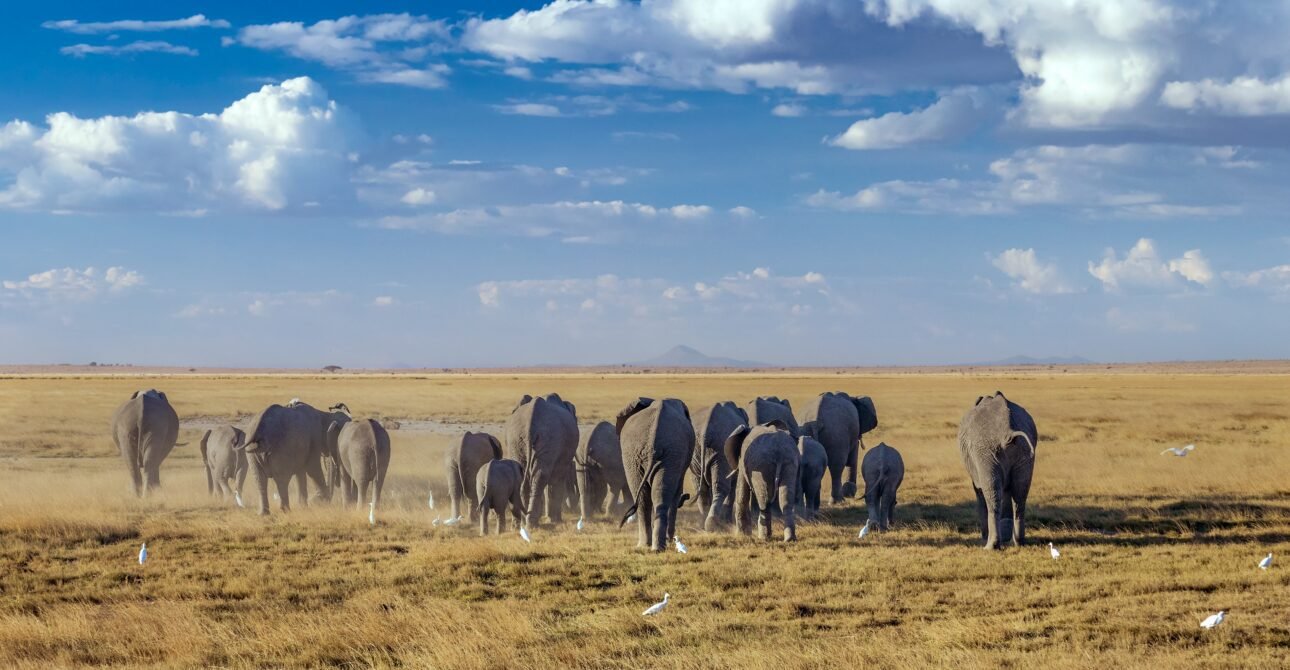 Amboseli park10 Kenya