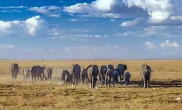 Amboseli park10 Kenya
