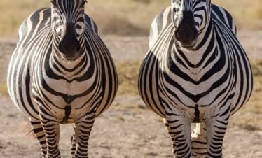 Amboseli park3 Kenya
