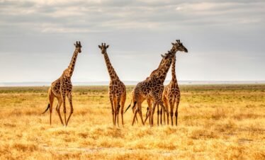 Amboseli park5 Kenya
