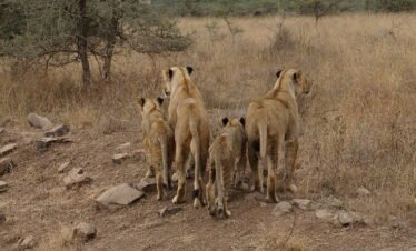 RemasterDirector 18da6b0cf Kenya