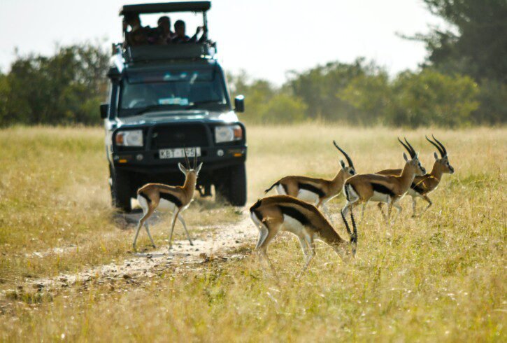 Customised Private Kenya Safari 1 Safari vehicle beside gazelles in open grassland