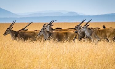 Maasai mara (1) Kenya