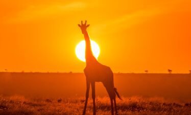 Maasai mara (13) Kenya