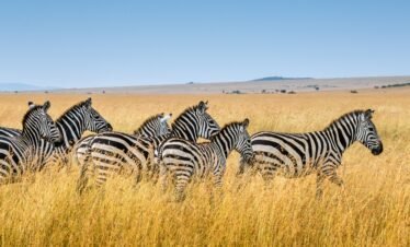 Maasai mara (20) Kenya