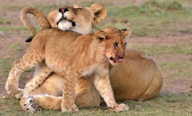 Maasai mara (3) Kenya