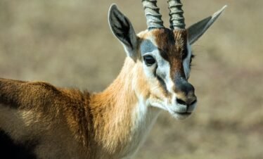 Maasai mara (6) Kenya