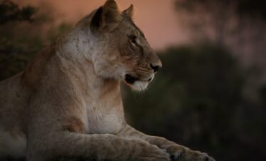 Maasai mara (7) Kenya